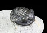 Bargain, Gerastos Trilobite Fossil - Morocco #69111-2